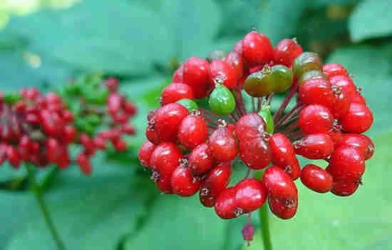 文登西洋参园,天福山文登