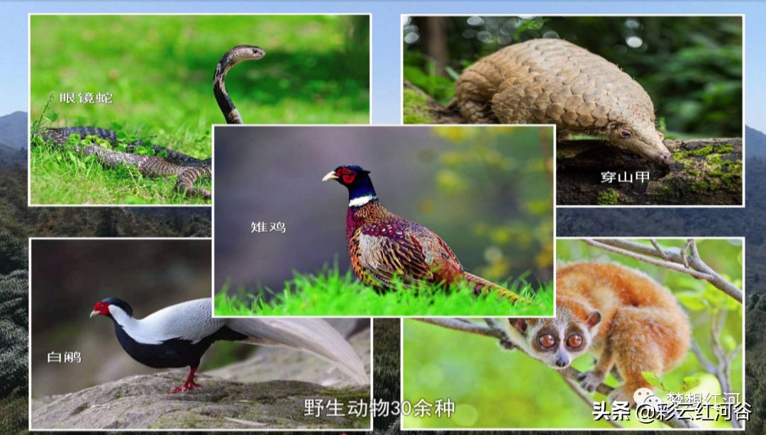 红河州森林氧吧景区,云端氧吧