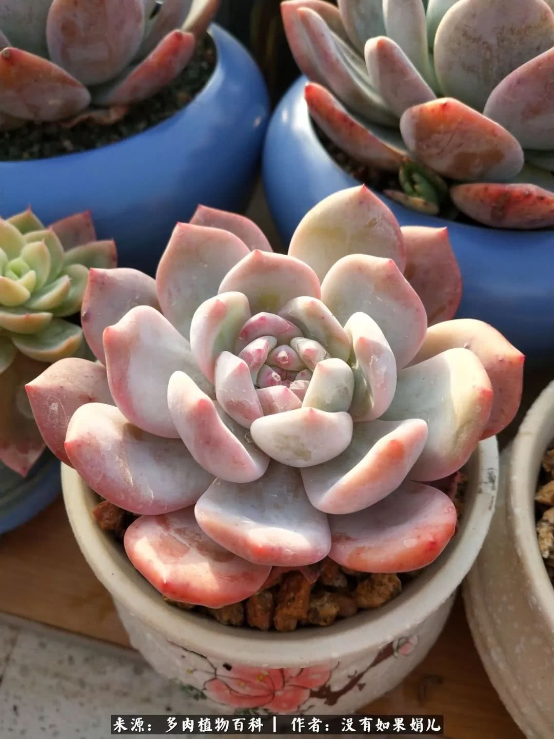 明人不说暗话，我为多肉而来！