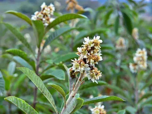 冬季才能酿得的“枇杷蜜”，甜润生津，稀少珍贵，女人的养颜神器