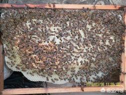 欧洲蜂幼虫腐臭病图片,欧洲幼虫病的治疗方法