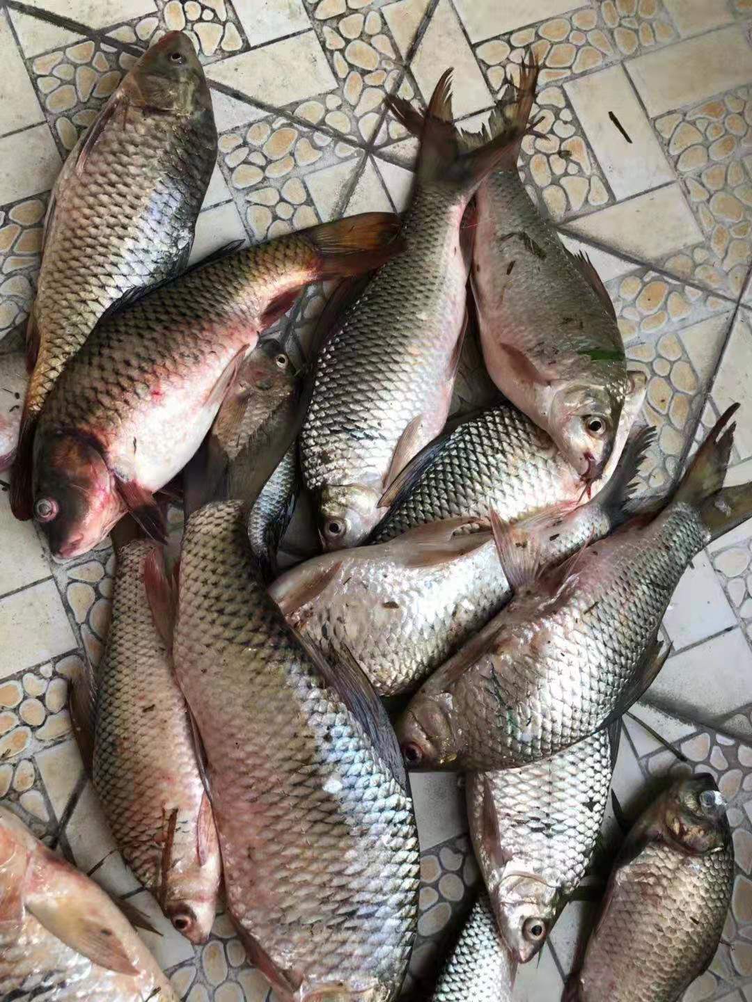 PE子线打结法,pe线子线怎么打结不会缠线