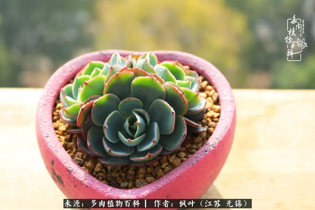 多肉与生命感悟,多肉时光