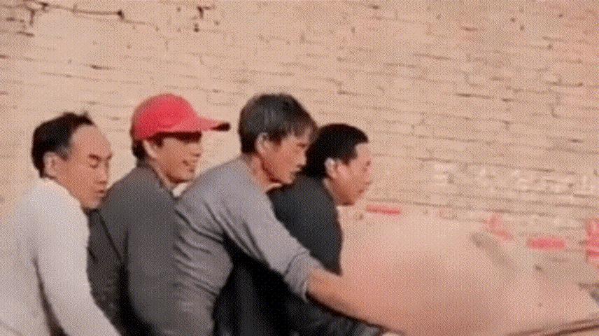 4个大男人拼命去拱猪屁股，这是在干啥？猪：吃不消了一个一个上