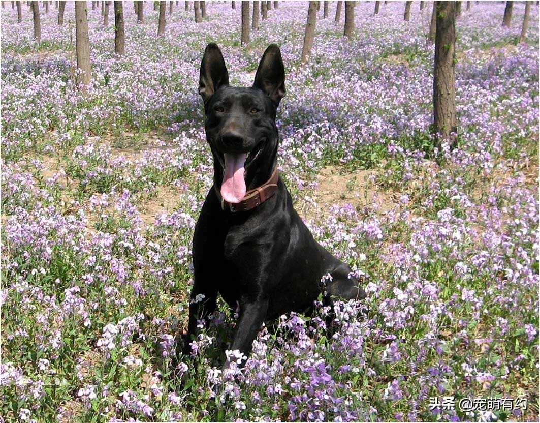 中国黑狼犬警犬,黑狼犬威猛视频