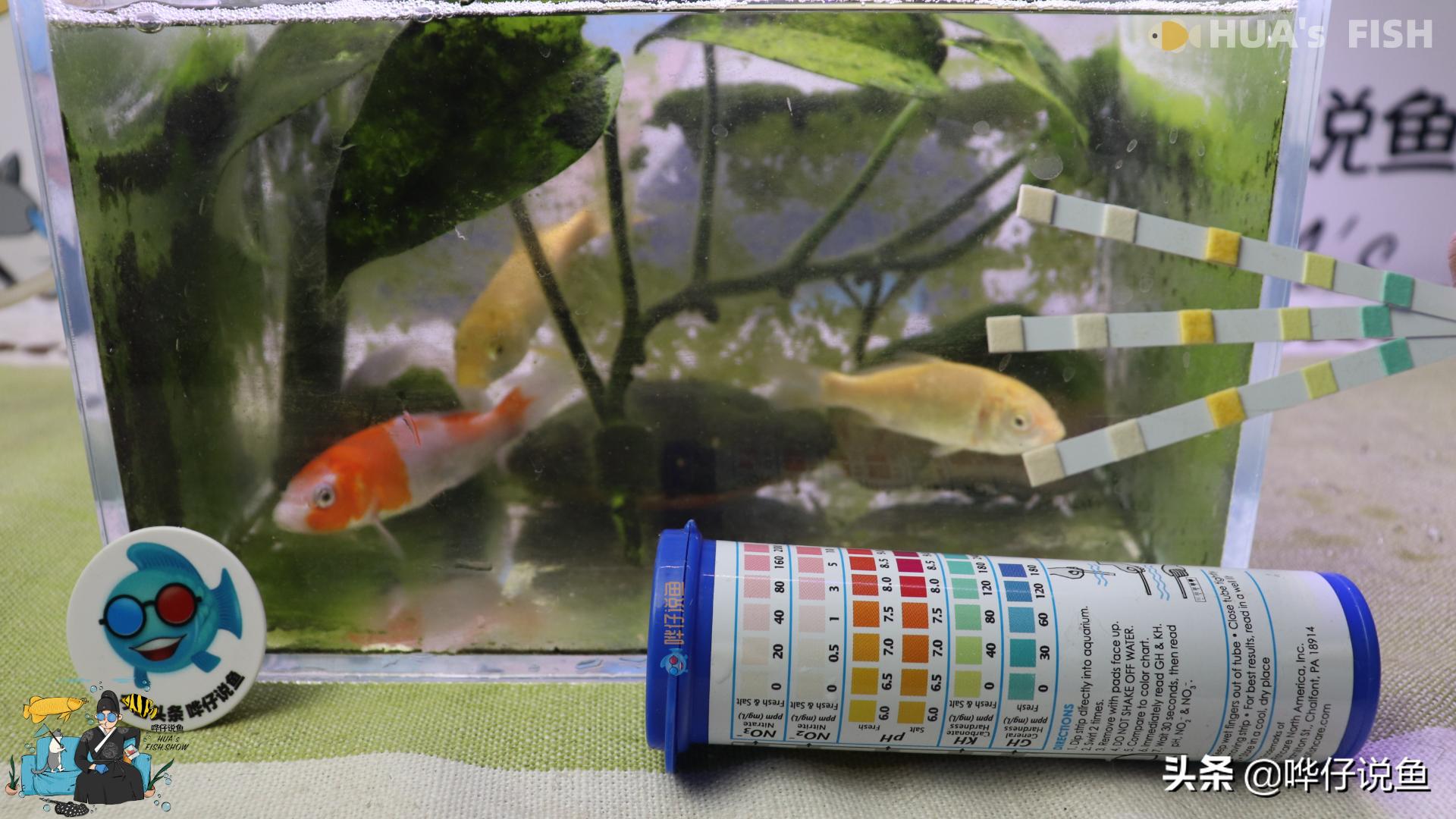 为什么买的观赏鱼不容易养活,小型观赏鱼为什么没必要养