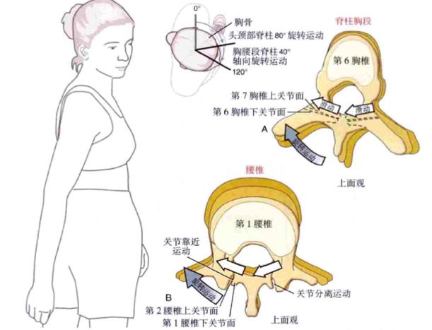 顽固性腰痛怎么治愈,困扰多年的腰疼问题终于搞清楚了