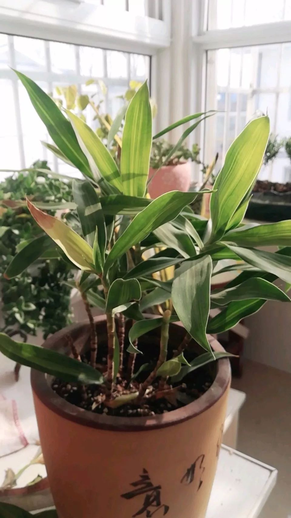 绿萝文竹总发黄1招让它绿油油,植物叶子全部发黄怎么办