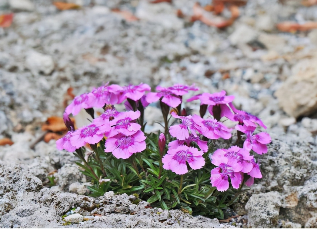 你准备好了吗幼儿版,你的康乃馨准备好了吗