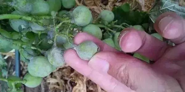 怎么判断小麦白粉病,白粉病防治妙招最佳方法