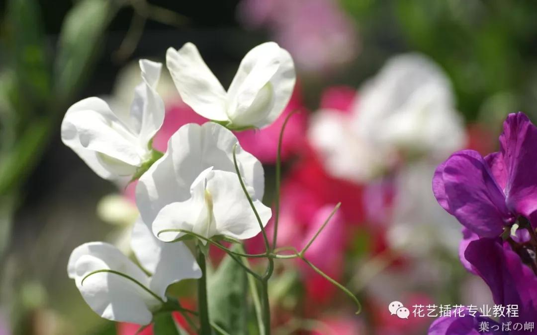 「花艺知识」50种常见花材的花语~（建议收藏）