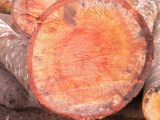 木材入门知识,进口木材的相关基础知识了解一下