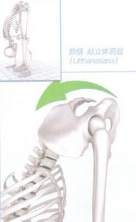 为什么有的人站立体前屈很艰难,站立体前屈立不下去