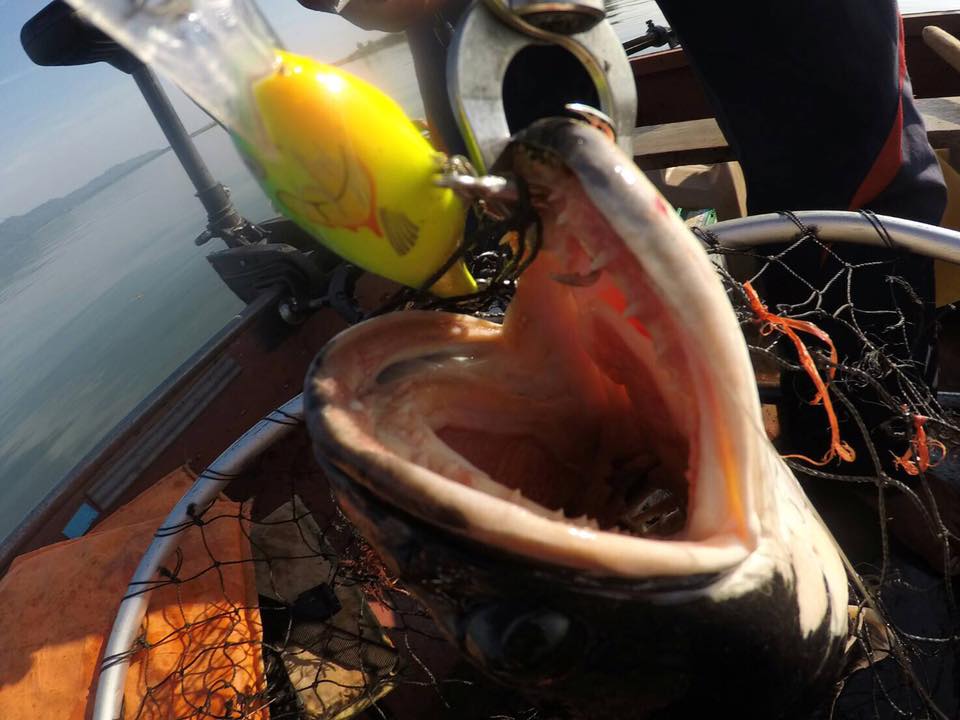 狮子鱼为何在美国泛滥成灾,蛇头鱼在中国为什么不泛滥