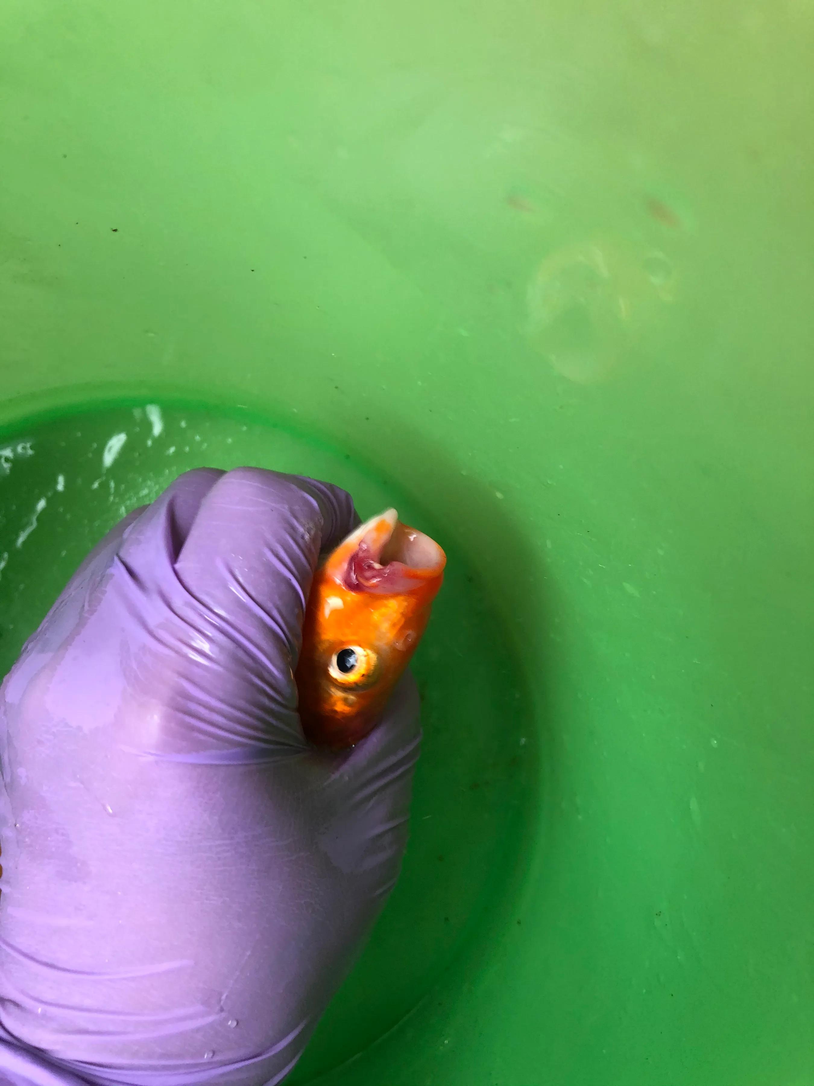 鱼儿烂鳃需要治疗多久,鱼儿烂鳍怎么治