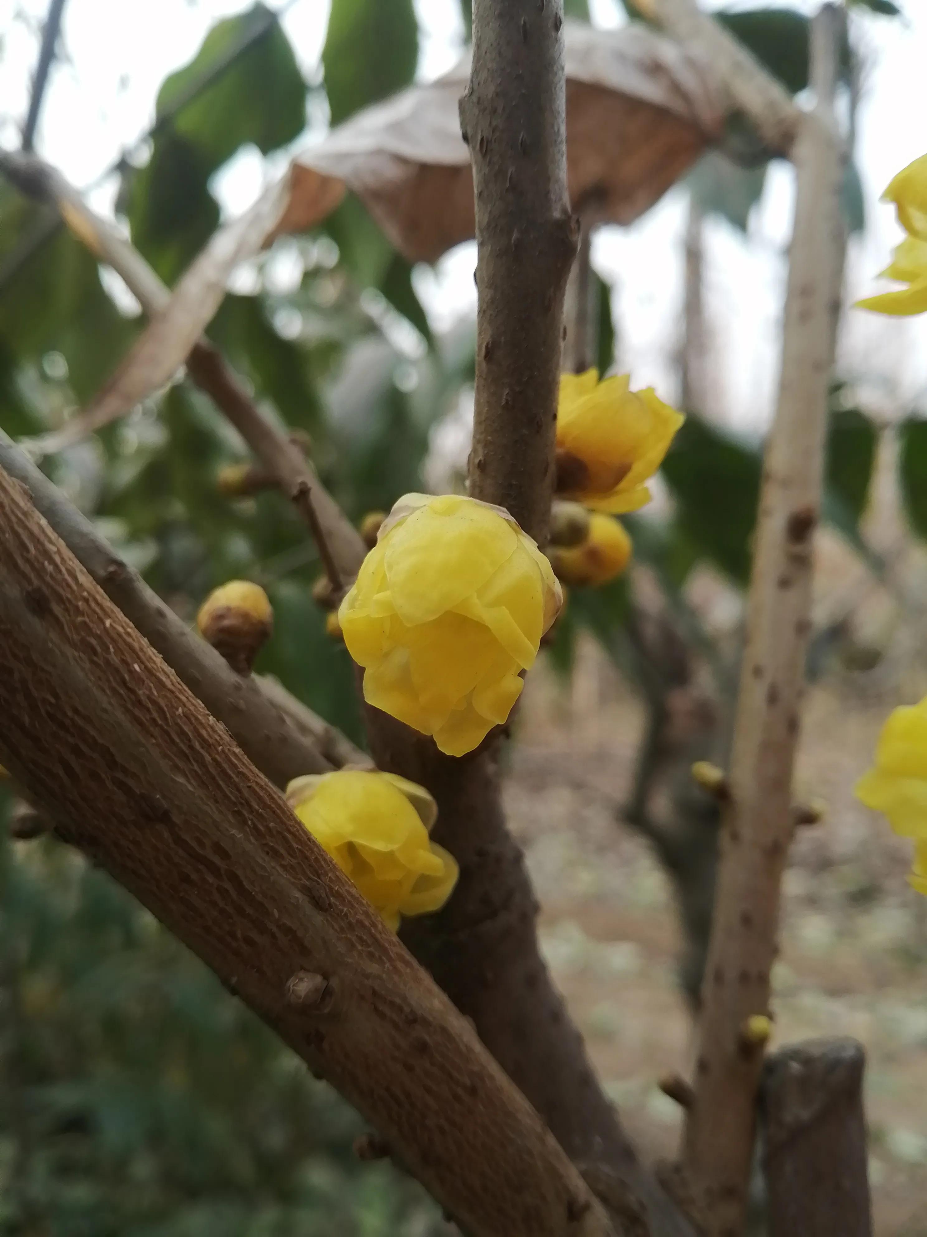 腊梅的十种问题,腊梅的小常识有哪些
