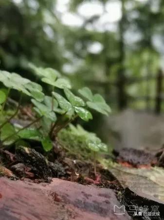 温度升高之前采摘樱桃,成都周边可摘樱桃的古镇