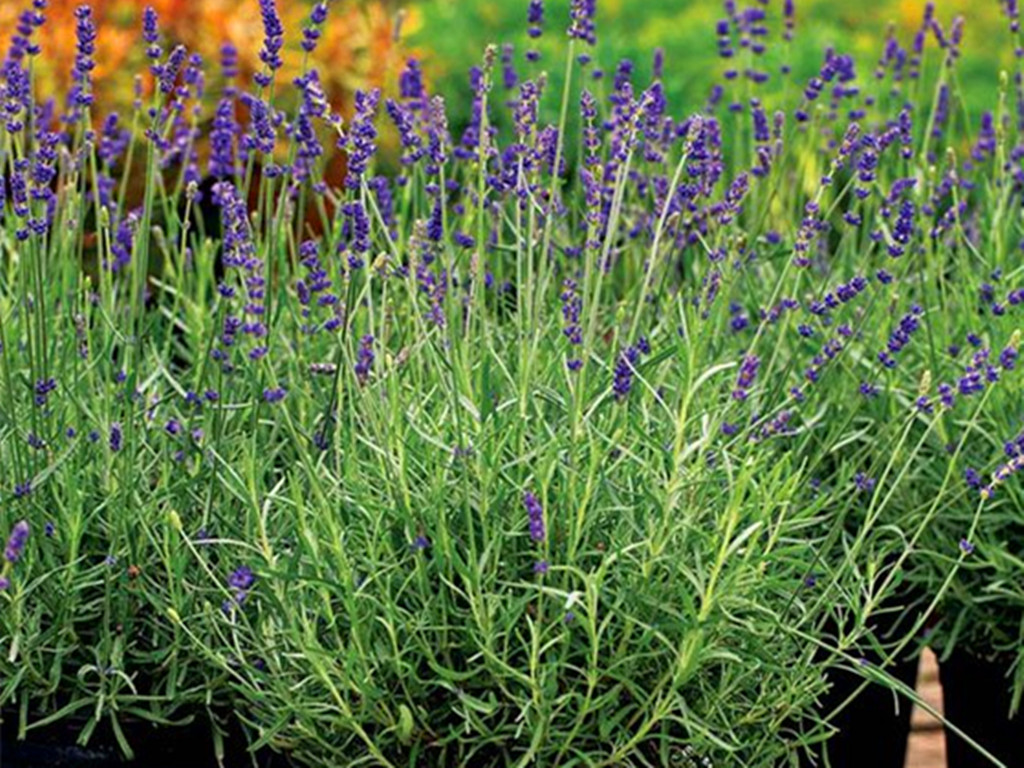 薰衣草盆栽四季开花,盆栽薰衣草长不起来
