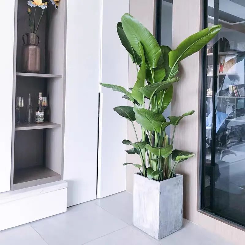 家养五种植物,家养绿叶花卉大全