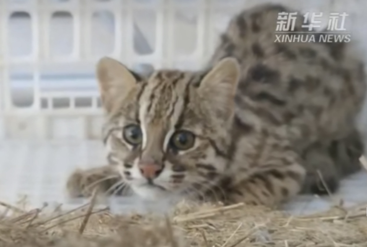 野生豹猫到村民家里偷鸡,豹猫偷鸡事件