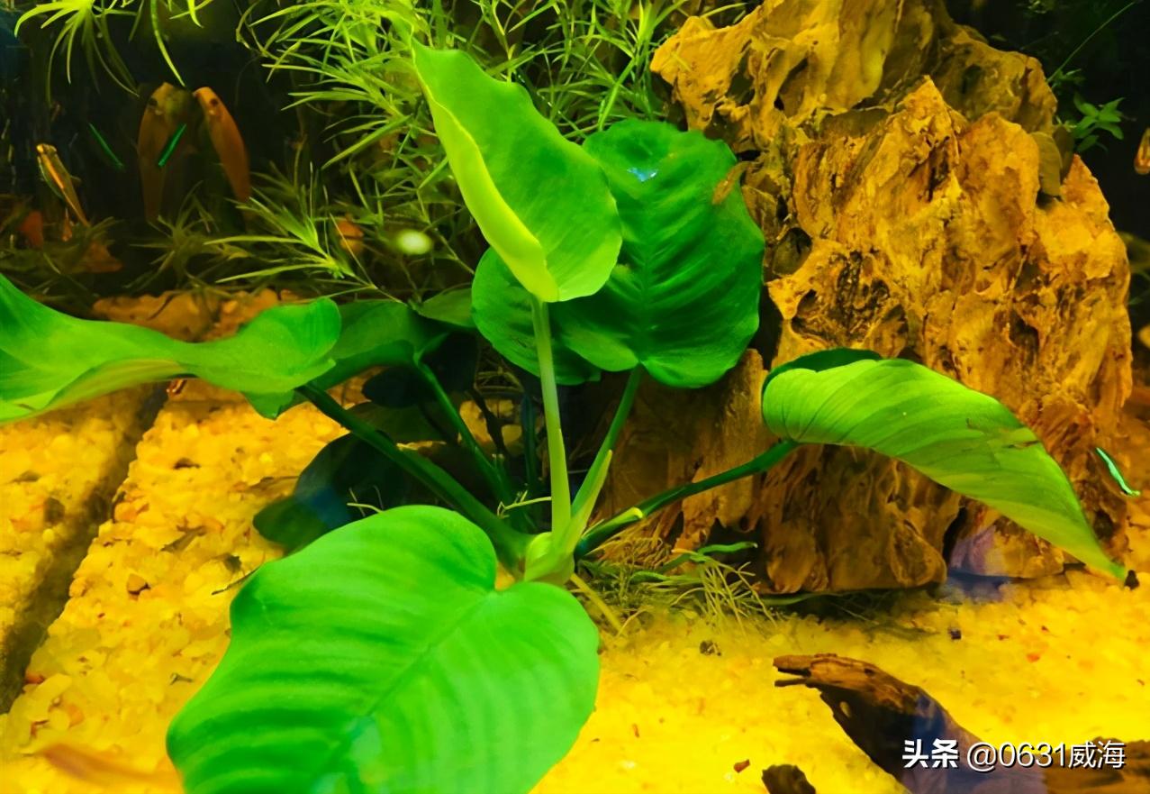 孔雀鱼小崽多久不死就算稳定了,孔雀鱼小崽怎么养才不会死