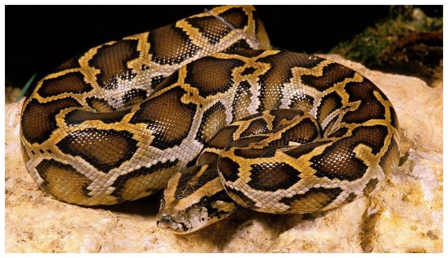 30公斤巨蟒进村吃200只鸡,巨蟒真实吞食野猪