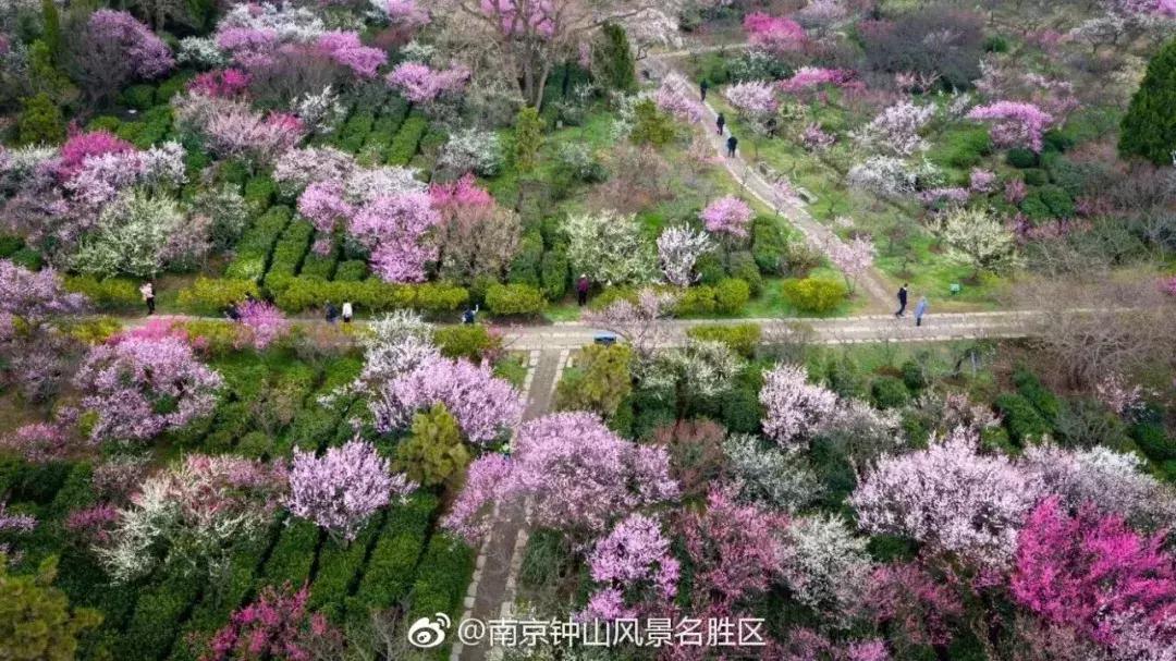 闻香寻梅最新图片,闻香寻梅最新视频