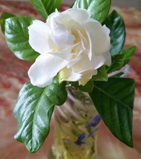 水培植物怎么养才能更旺盛一些,水培花卉植物养护注意事项有哪些