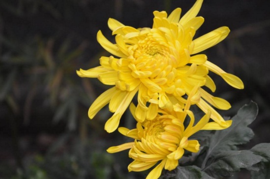 中国十大名贵花卉,昂贵花卉品种介绍