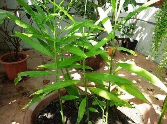 阳台上盆栽姜种图片,阳台花盆种姜怎么种
