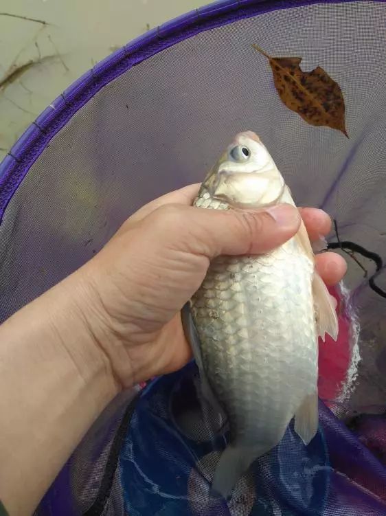 本汀神鹤和太极宗师,本汀神鹤鲫鱼竿