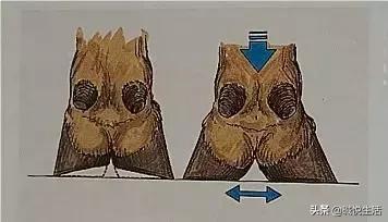 奶牛瘫痪症诊断,奶牛跛行的早期发现及五步修蹄法