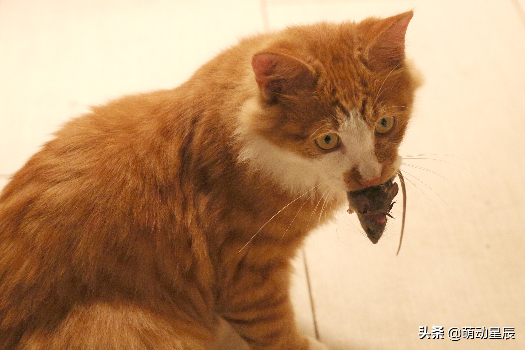 田园猫和品种猫哪个颜值更高,中华田园猫跟哪种品种猫配好看