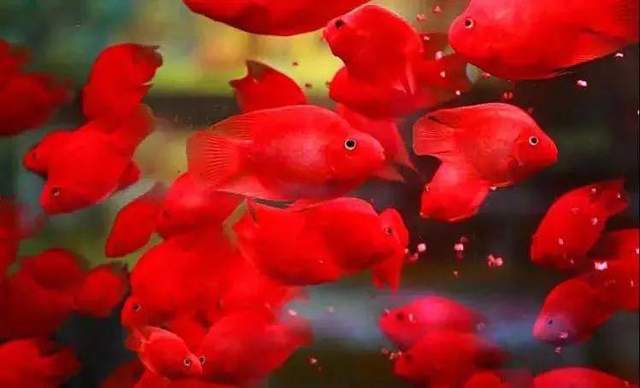 最显眼的观赏鱼品种有哪些,观赏鱼养几条寓意最好的品种