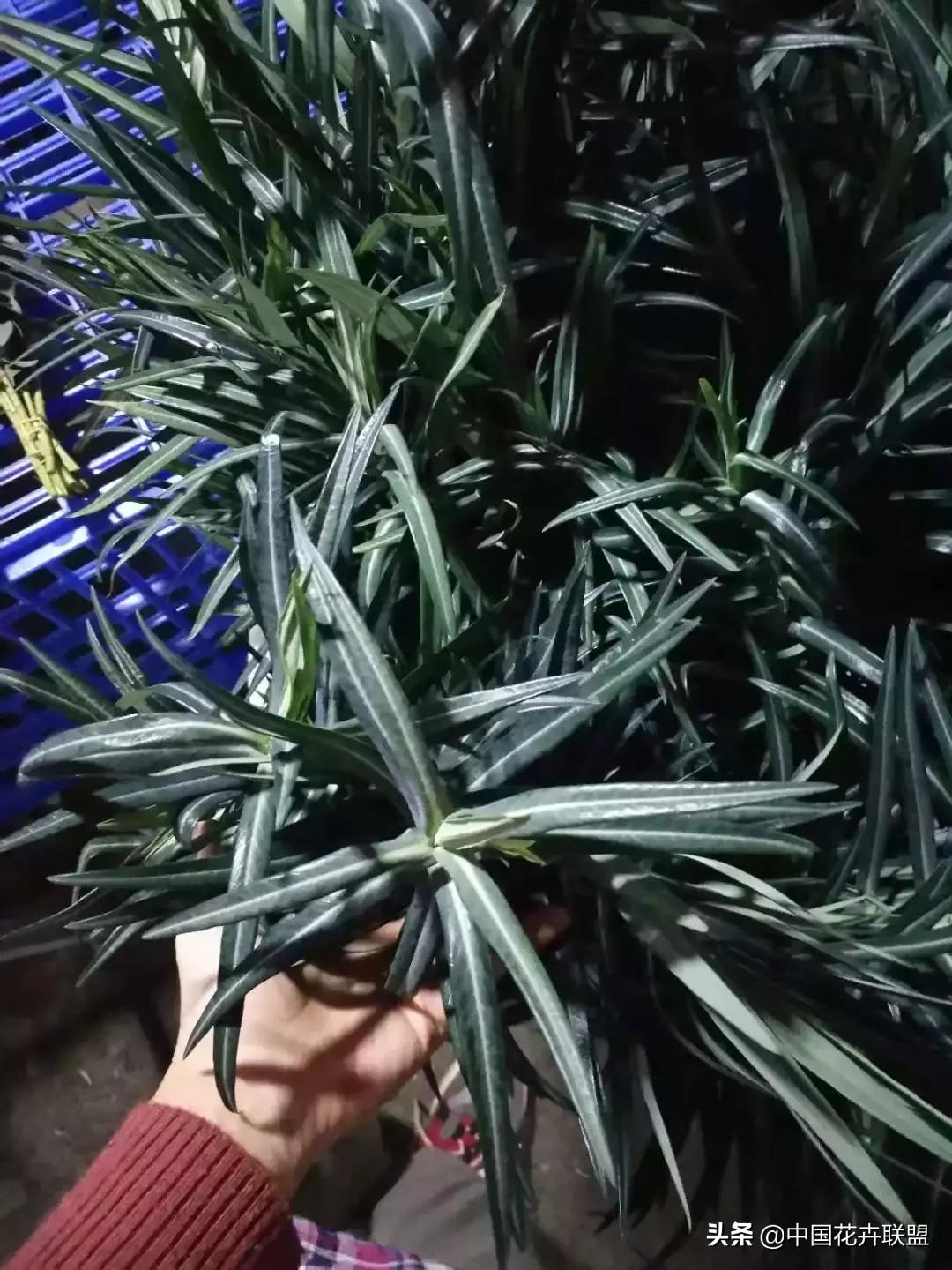 春天花市有哪些花材,便宜又大把的花材有哪些