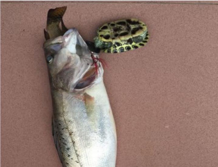 生吞巴西龟罗非鱼,大嘴鲈鱼或成生态救星,网友:大量引进