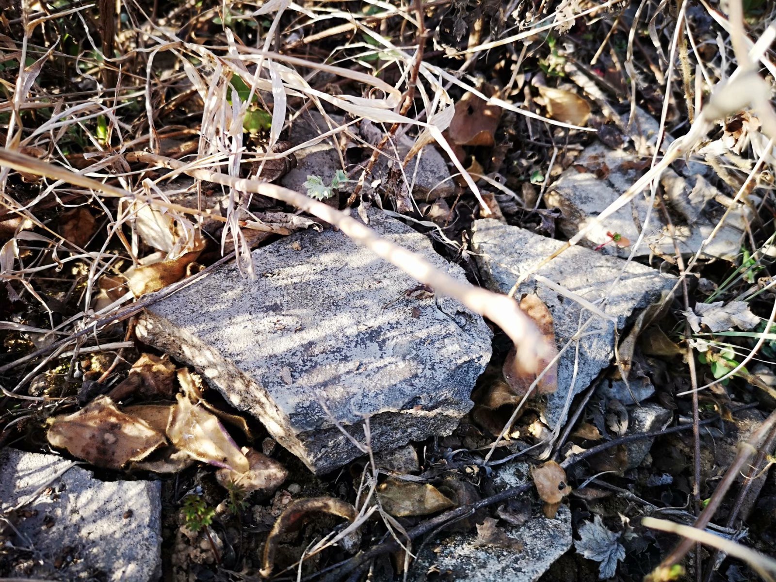 摩托周边旮旯游——探访蚌埠李楼鲁山寺遗址（上）