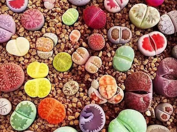 蜂窝煤养多肉有什么好处,蜂窝煤养多肉要怎么处理