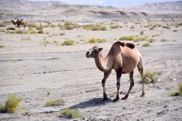 她的美是你无法企及的,她的美是不可方物的美