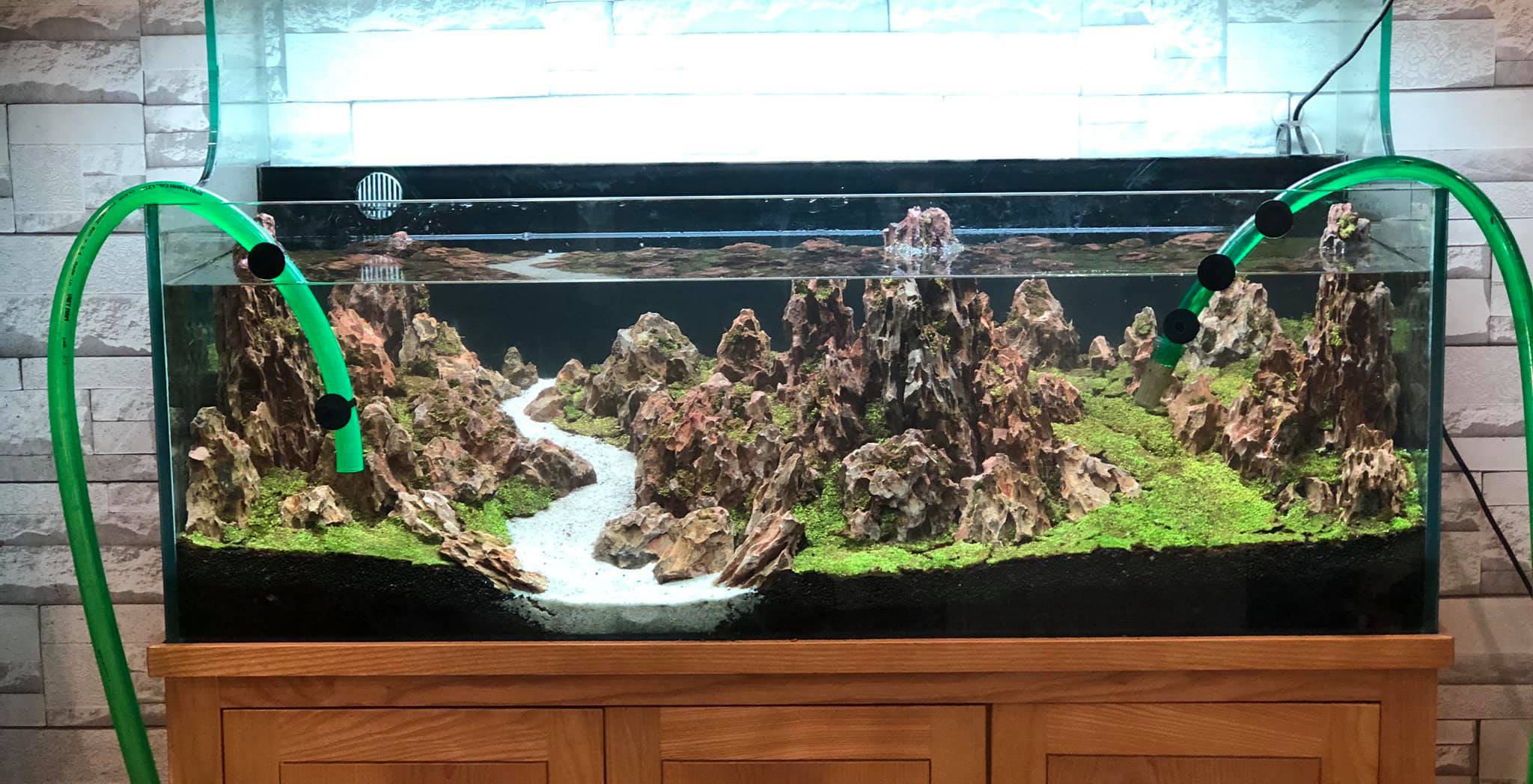 鱼缸加黄粉还能建立硝化系统吗,鱼缸快速建立硝化菌