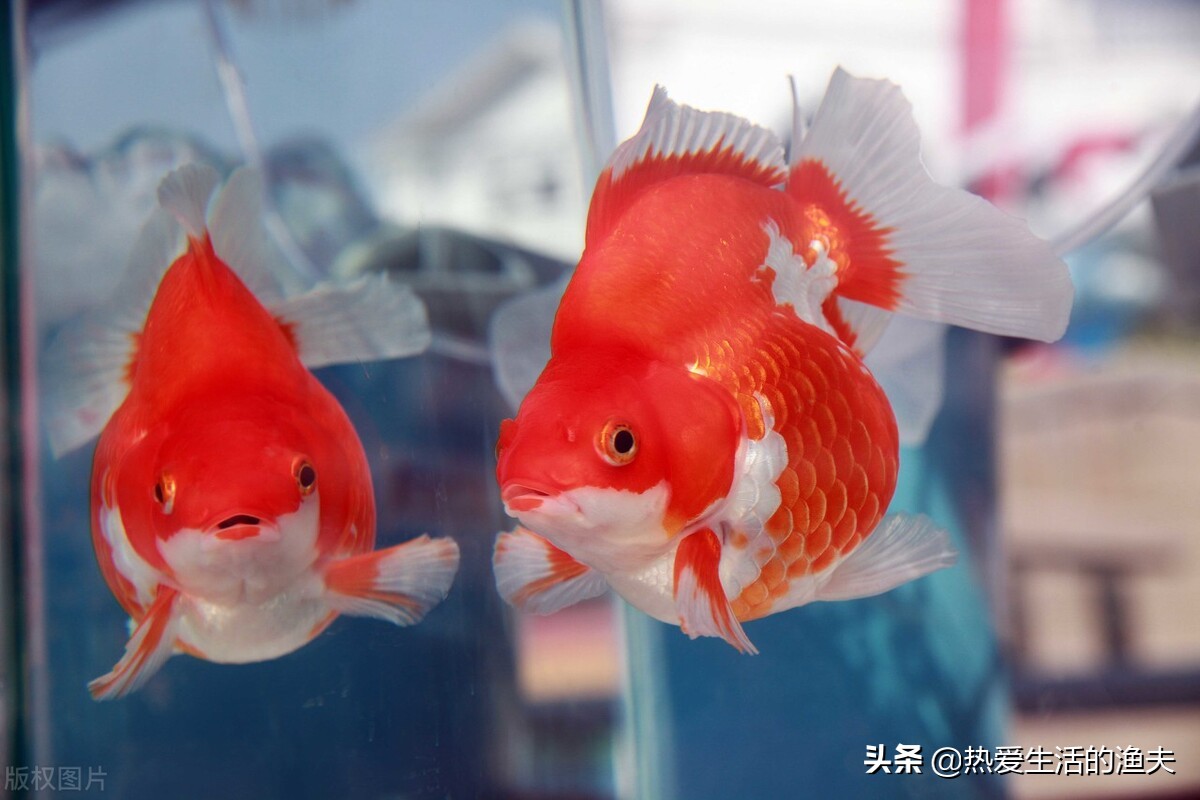 哪种金鱼最适合新手养,金鱼中哪种金鱼最好养