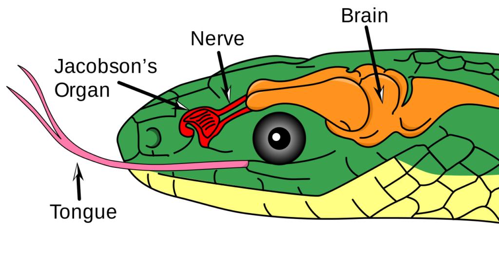 菲律宾喷毒眼镜蛇被咬,菲律宾毒蛇专家