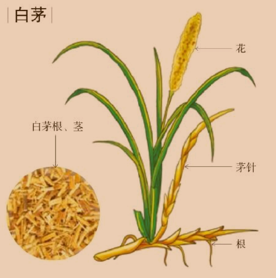 春日里阳台的一抹绿,春日里的中式院子