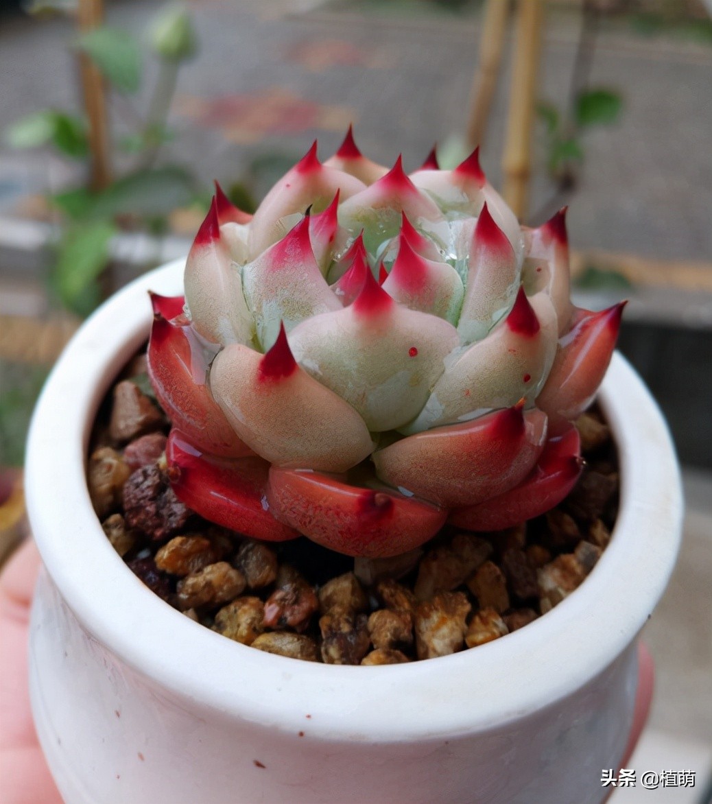 吉娃娃最佳控养方法,有人觉得吉娃娃好吗