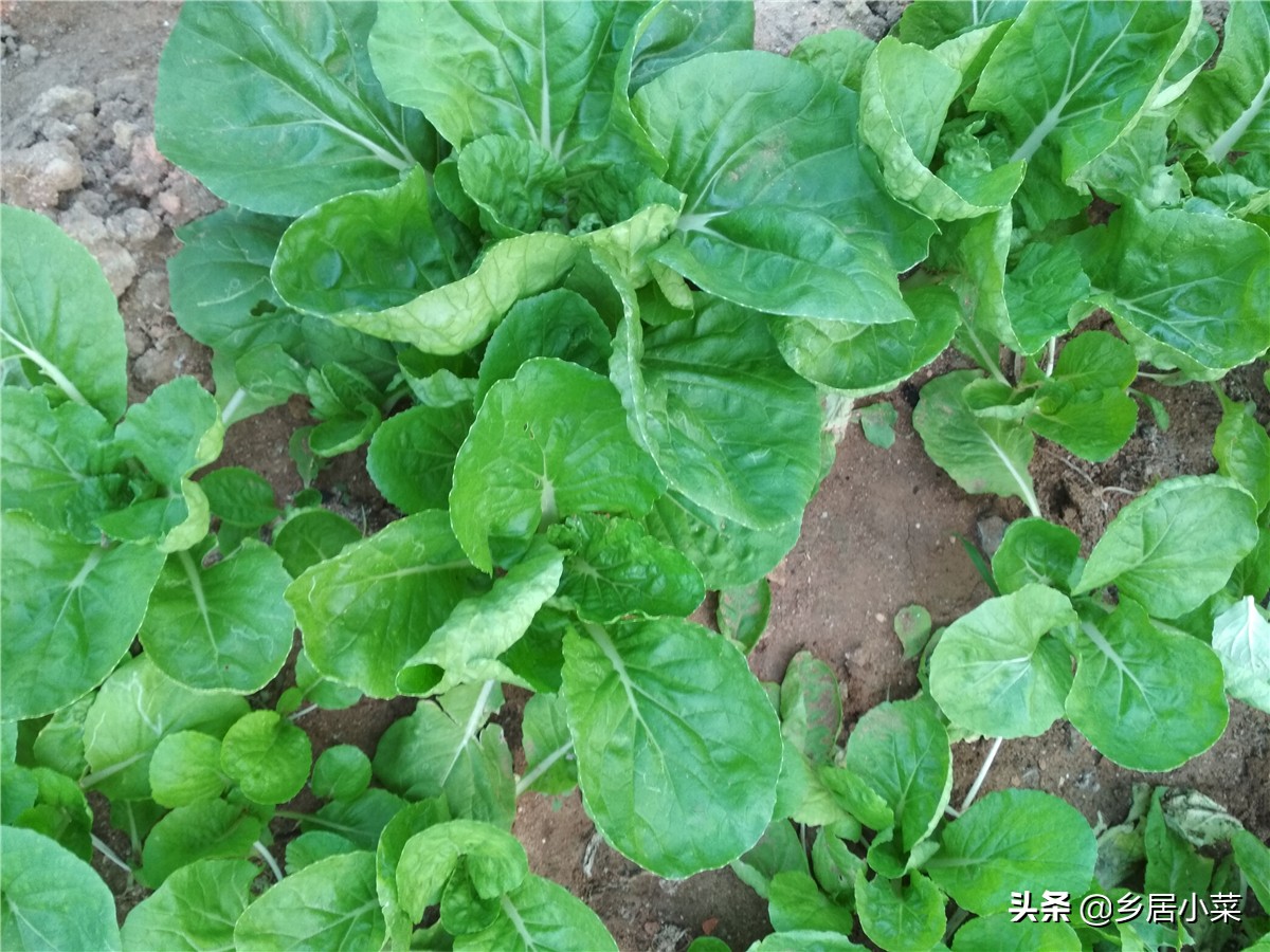 种植的菠菜根烂了怎么处理,菠菜虫害防治