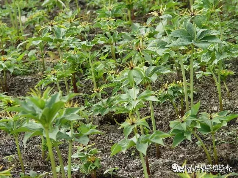 七叶一枝花的种植全部过程,七叶一枝花一般几月份出苗