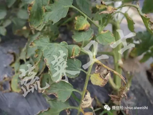 番茄细菌性斑点特别严重怎么办,番茄细菌性髓部坏死病和溃疡病