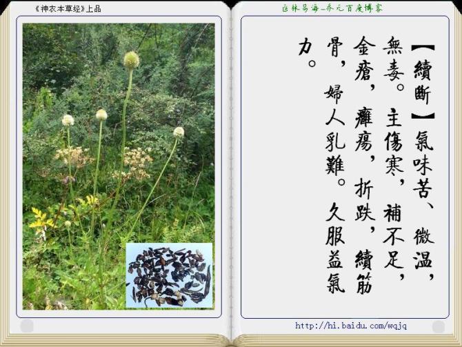 本草纲目中药讲解视频,本草纲目中药图谱及药理讲解