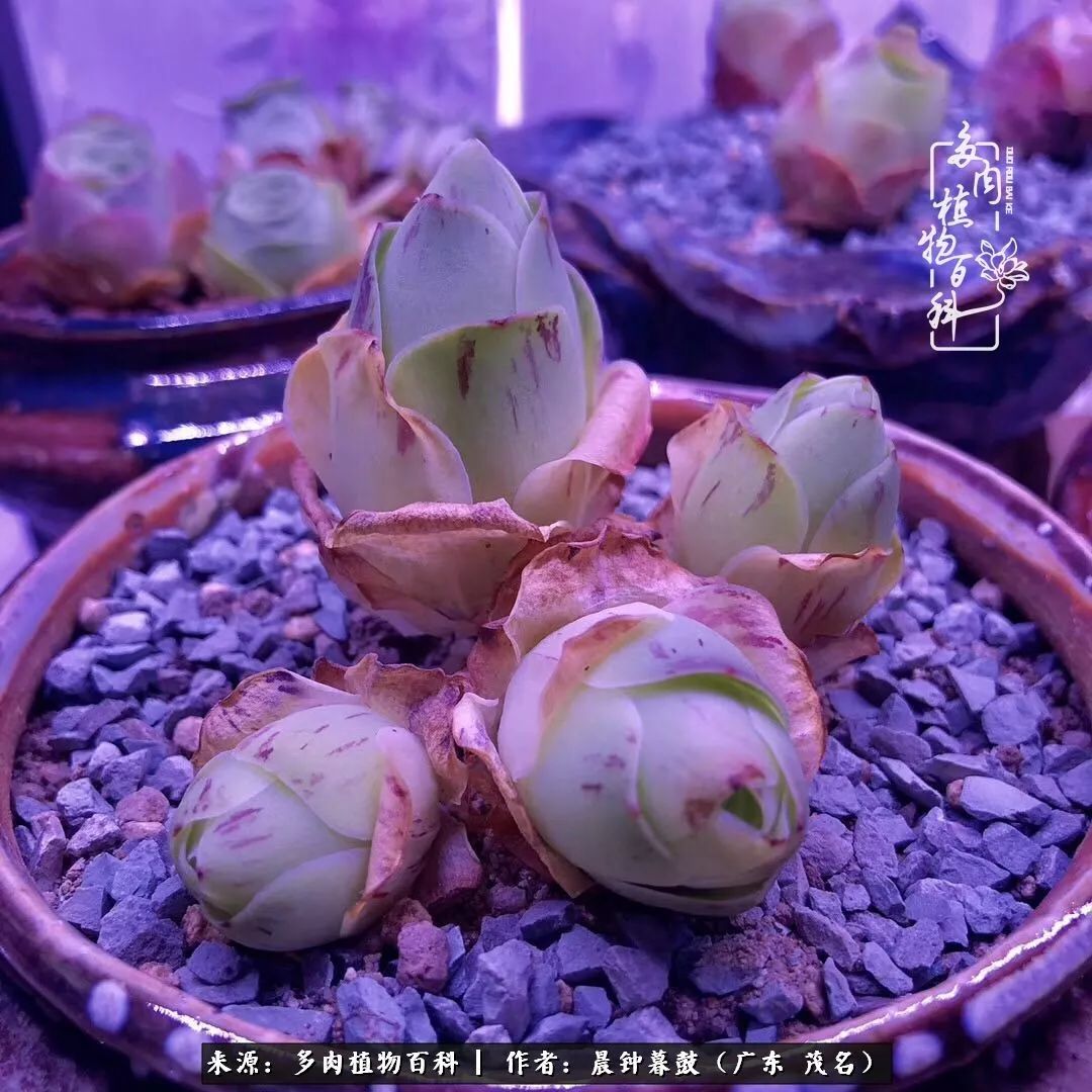 轻轻地告诉你,我的多肉也曾美过,不信你看看