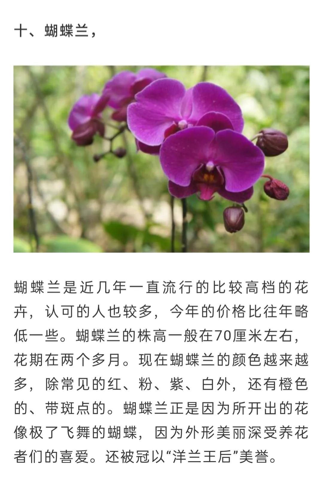 兰花品种大全简介,兰花种类讲解视频